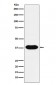 CD79B Antibody